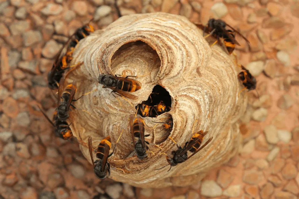 vespa velutina nido