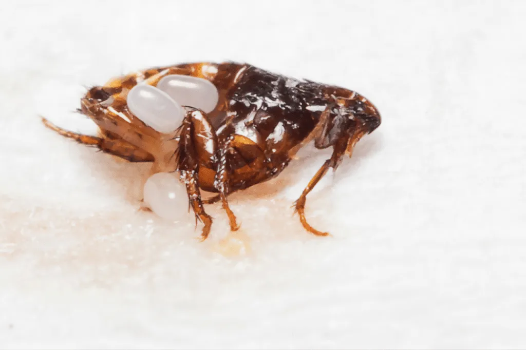 uova di cimice