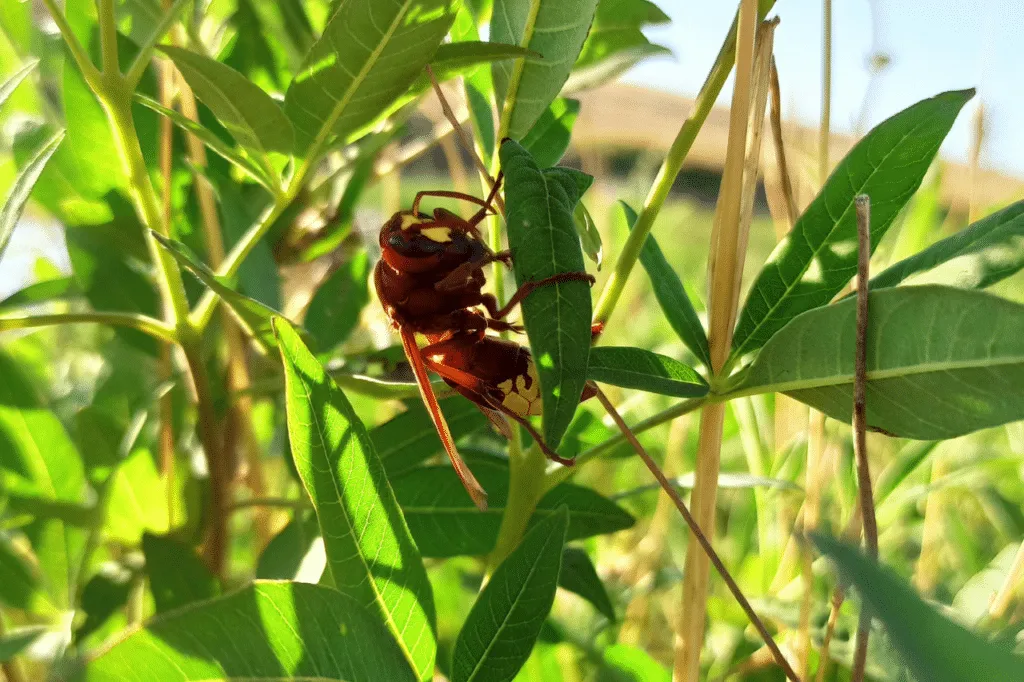 Vespa Orientali poggiata su una pianta