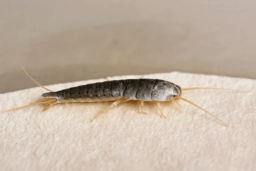 disinfestazione pesciolini d'argento