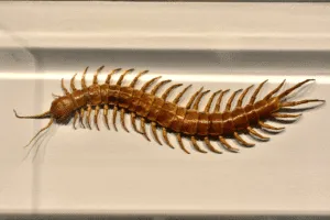 disinfestazione scolopendra disinfestazione scolopendra