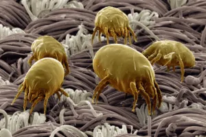 acaro trombicula infestazione