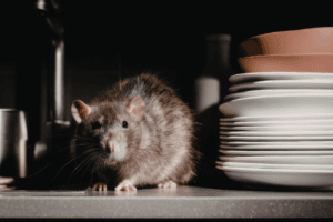 rattus norvegicus