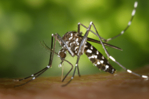 esemplare di zanzara