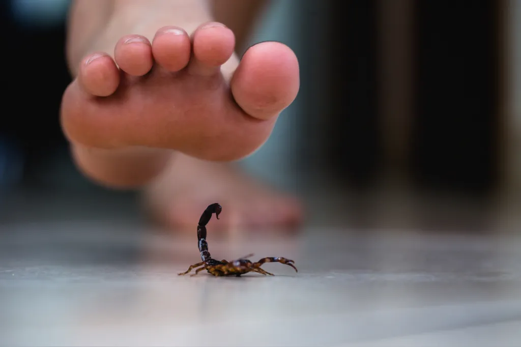 piccoli scorpioni in casa sono velenosi