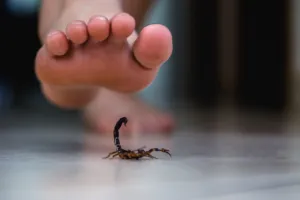 piccoli scorpioni in casa sono velenosi