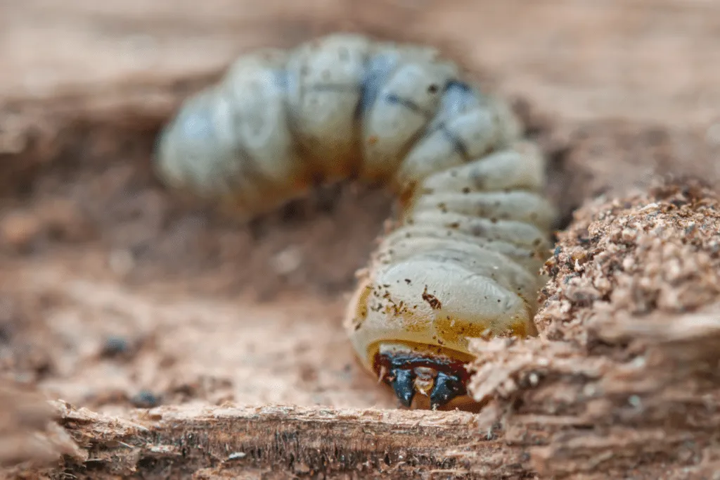 Esemplare di larva di tarlo delle case