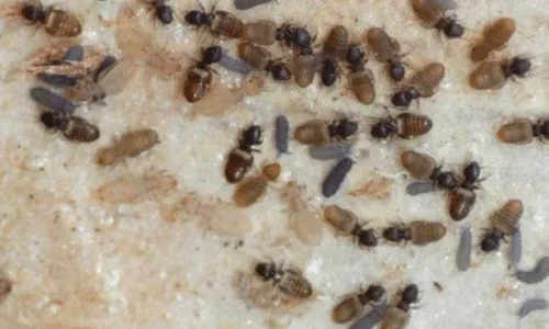 Diversi psocotteri che si stanno nidificando su una parete