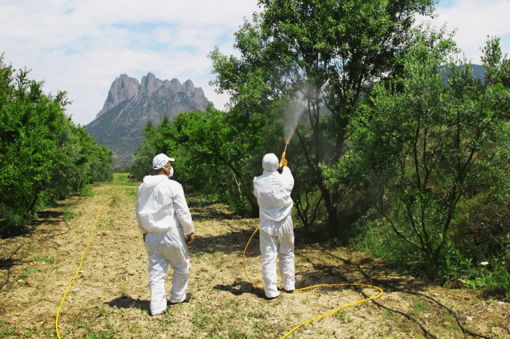 Due disinfestatori che con un nebulizzatore eseguono una disinfestazione da vespa orientalis su un albero