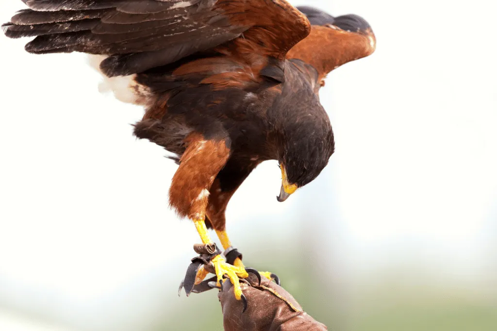 falco scaccia piccioni