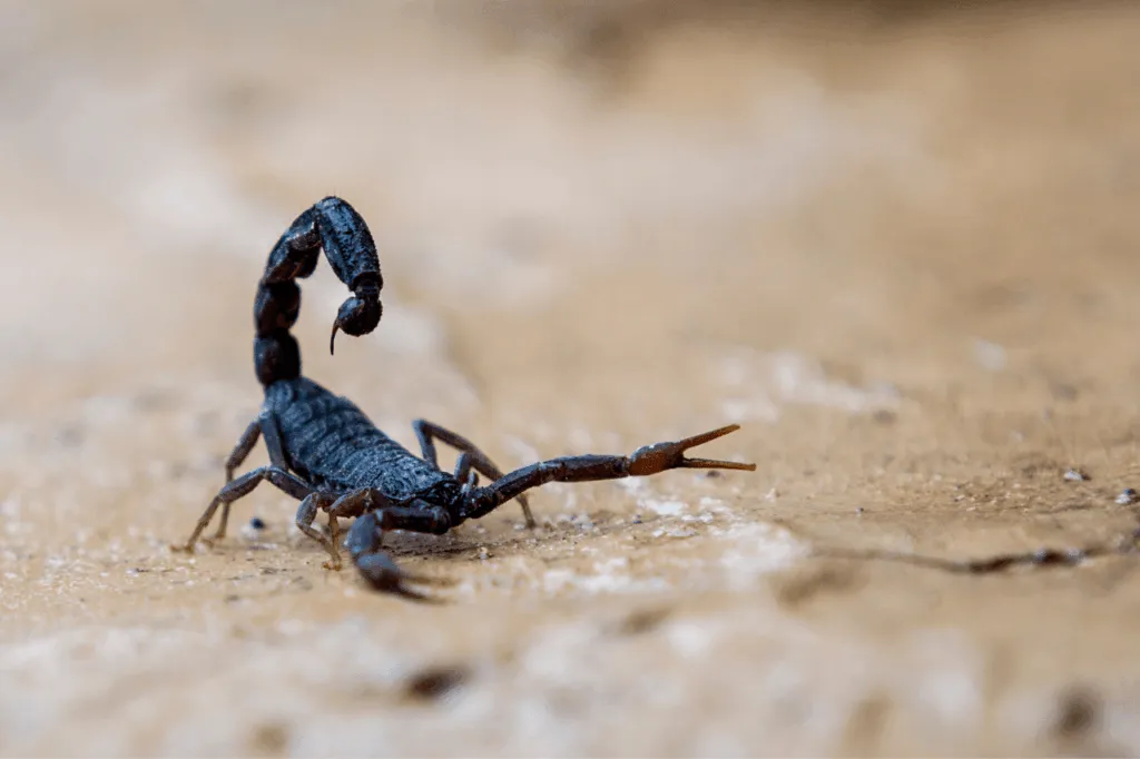 disinfestare scorpioni a Milano