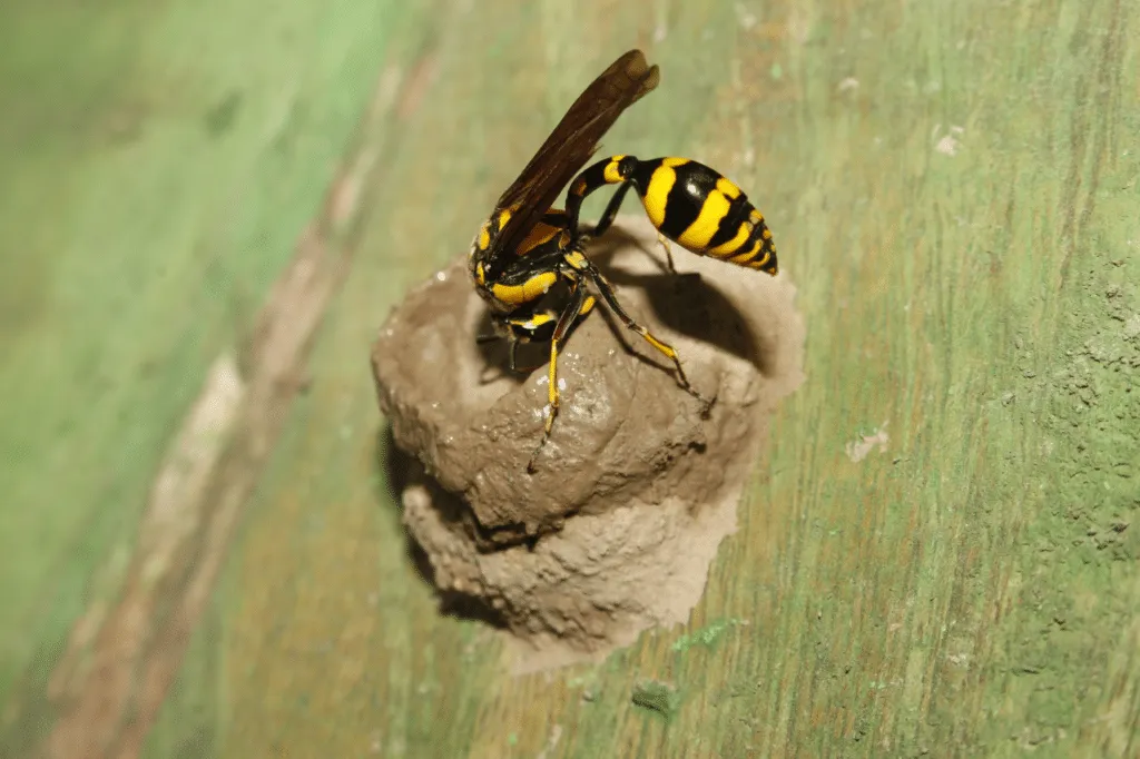 vespe vasaio nido