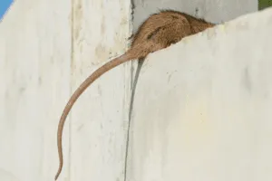 derattizzazione ratto grigio Milano