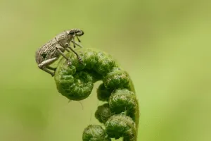 insetti primaverili come prevenirli insetti primaverili come prevenirli