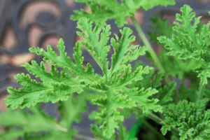 rimedi contro zanzare giardino rimedi contro zanzare giardino