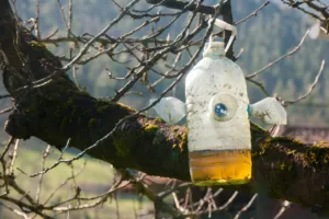 aceto contro le vespe rimedio naturale aceto contro le vespe rimedio naturale