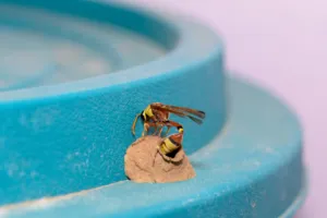 nidi di fango vespe casa nidi di fango vespe casa