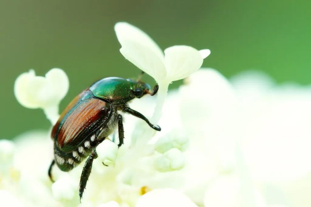popillia japonica newman