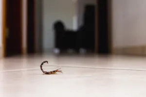 scorpioni in casa scorpioni in casa