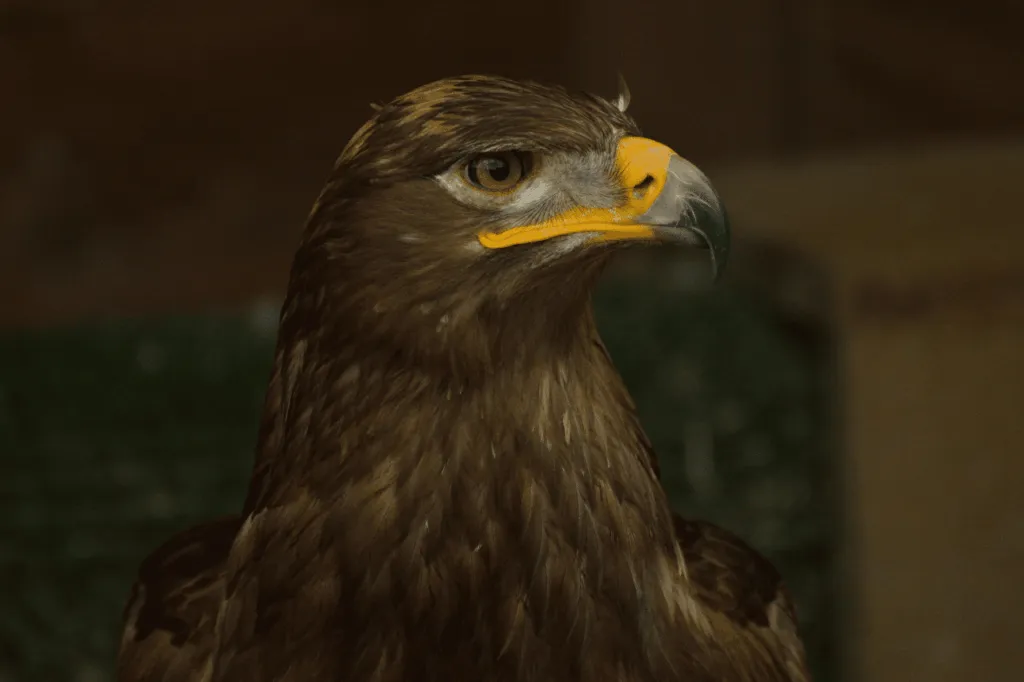sagoma falco piccioni