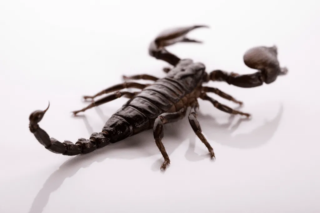 disinfestazione scorpioni in casa a Milano