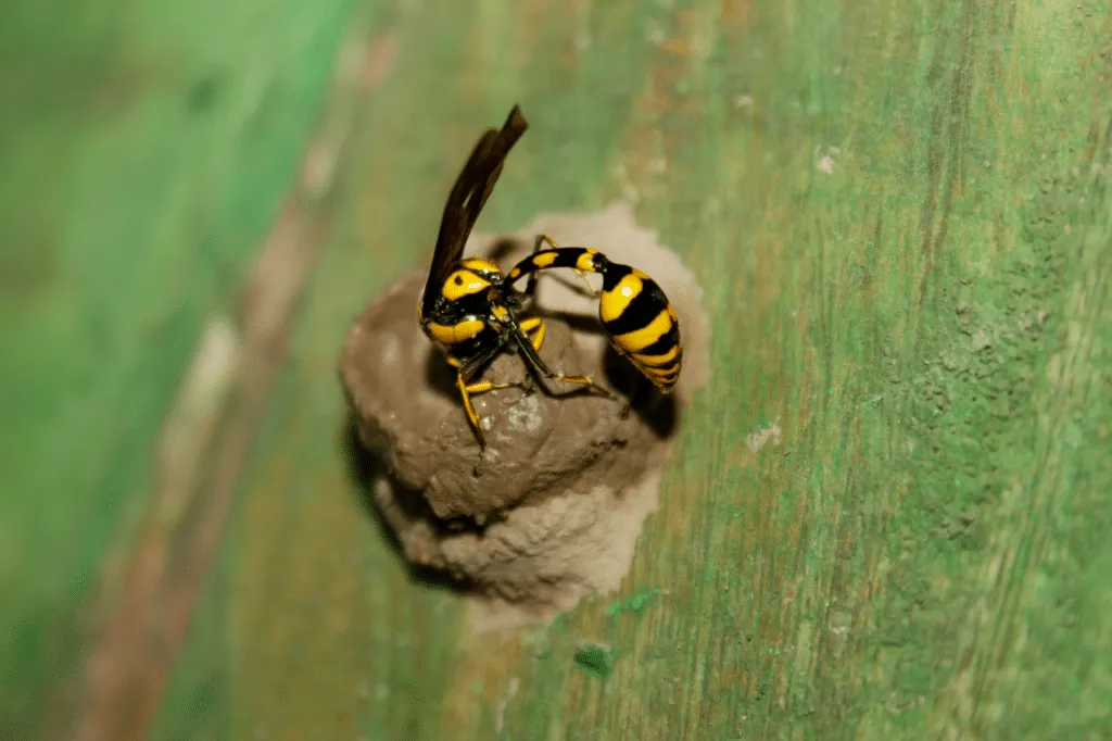vespe muratrici pungono