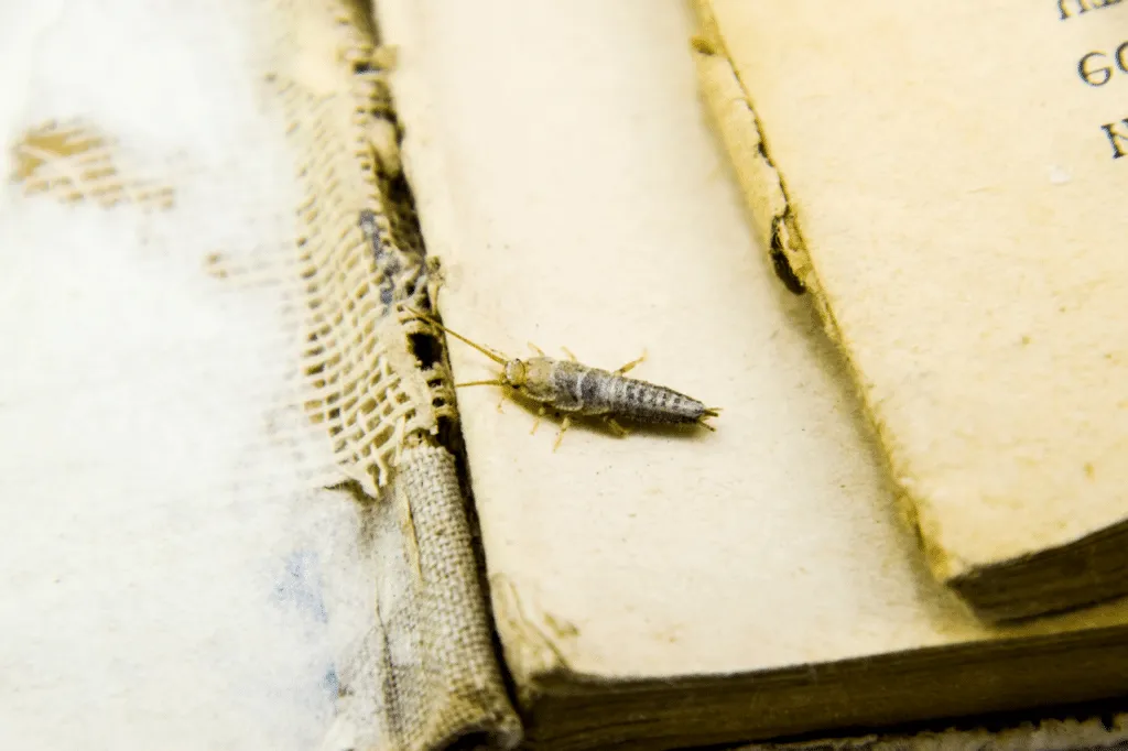 pesciolini d'argento in casa