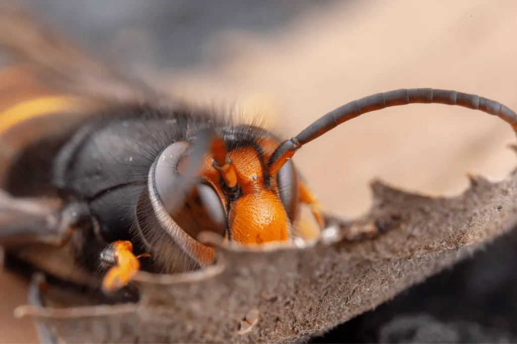 trappole vespa velutina