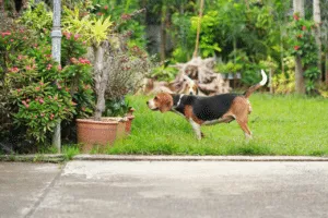 veleno per topi e cani
