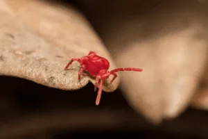 acaro trombicula prurito