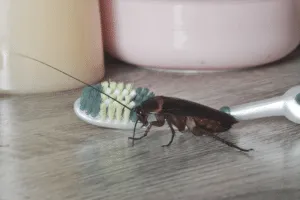 blatta fuochista blatta fuochista