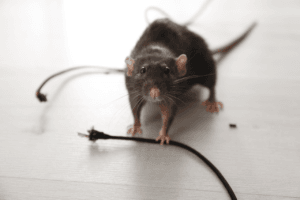 derattizzazione ratto delle fogne Milano