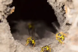 vespe terragnole