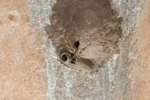 nidi di fango vespe giardino nidi di fango vespe giardino