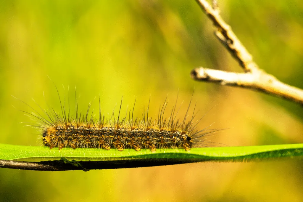 processionaria pini