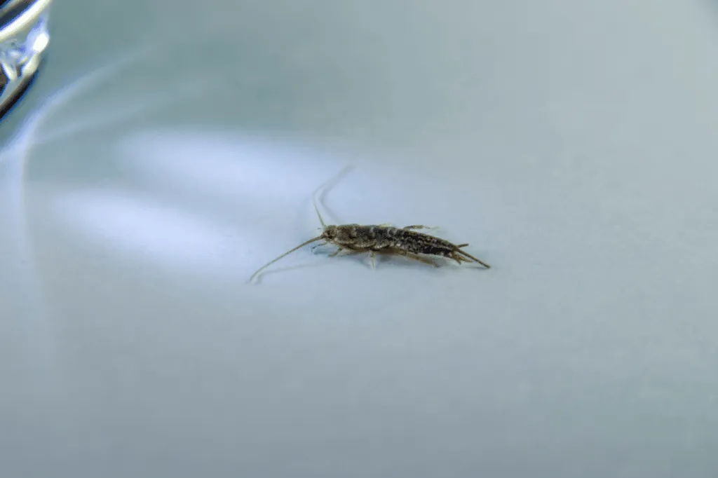 pesciolini d'argento sul pavimento