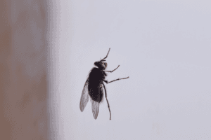 mosche in casa soluzione definitiva
