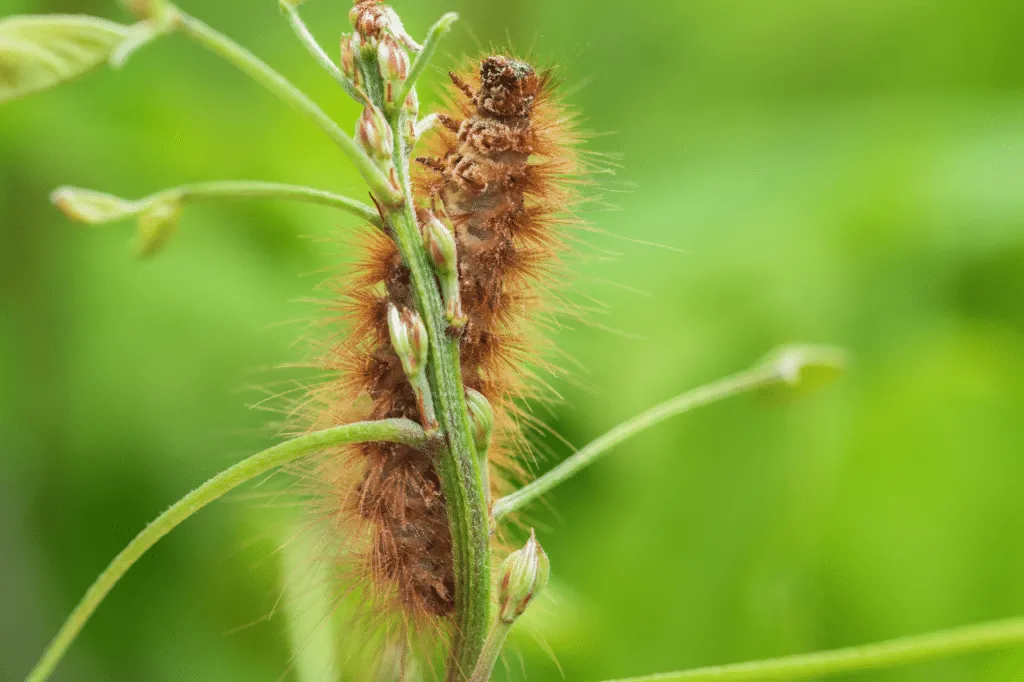 processionaria del pino