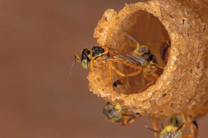 disinfestazione insetti imenotteri