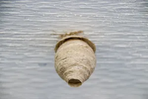 nidi di fango vespe vasaio nidi di fango vespe vasaio