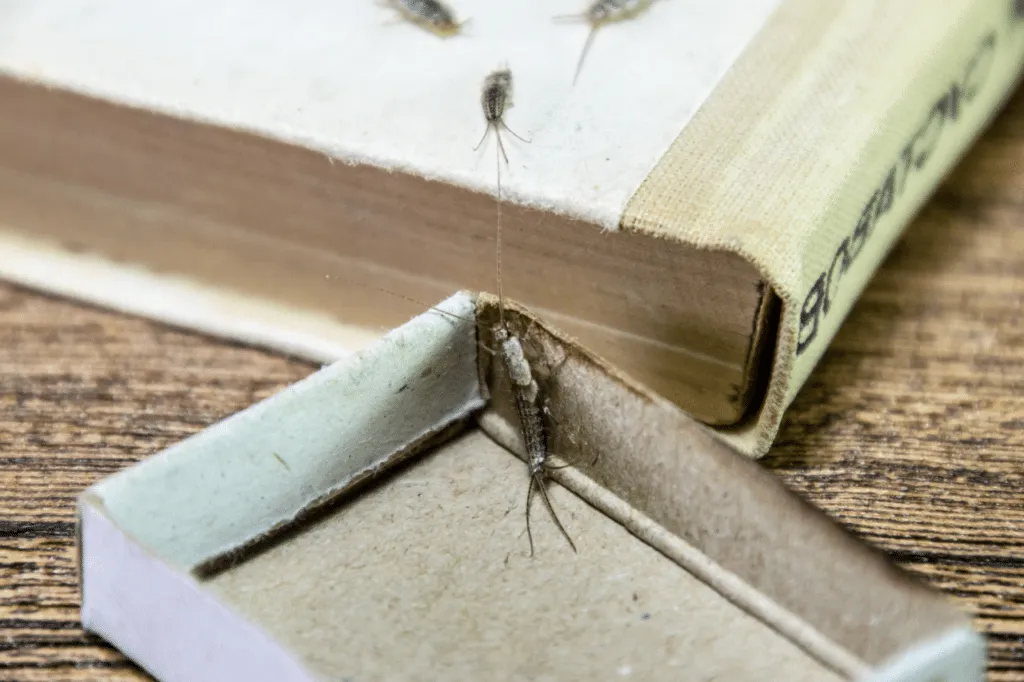 piccolo insetto argenteo dei libri