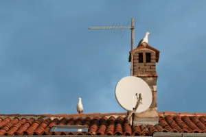 come allontanare i gabbiani a Milano