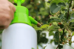 insetti primaverili quali sono insetti primaverili quali sono