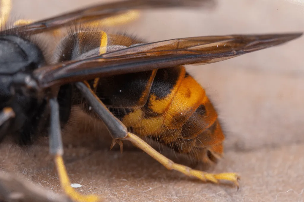 vespa velutina come difendersi
