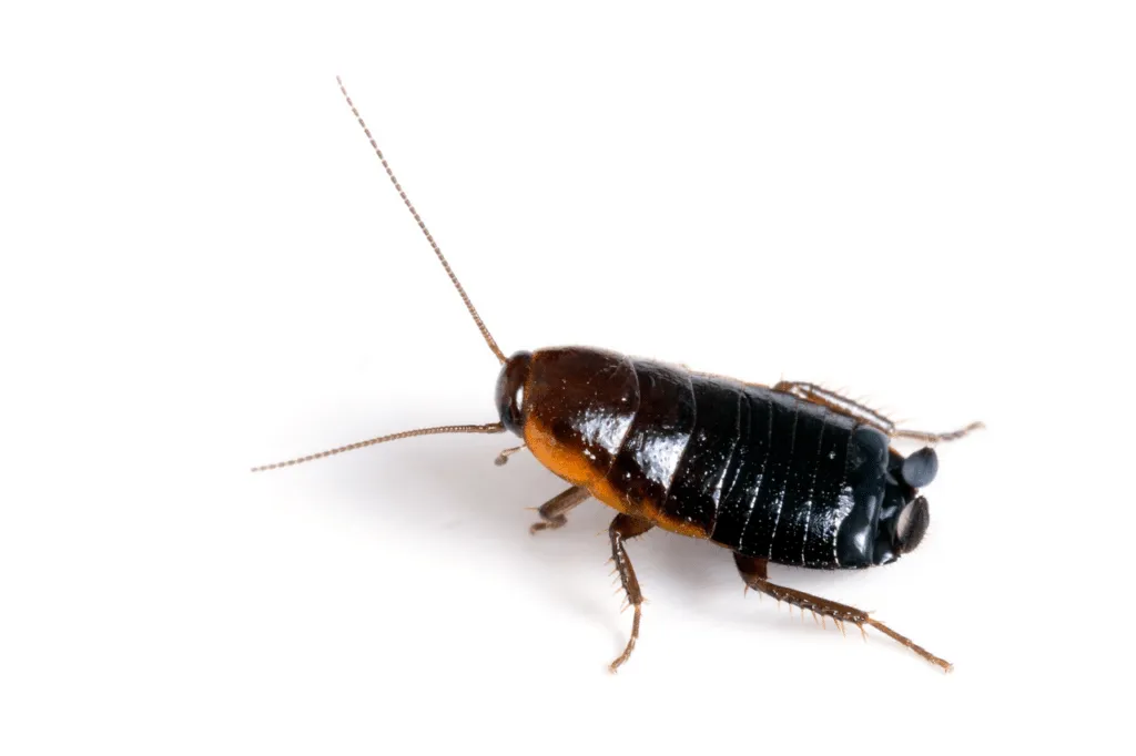 blatta orientalis