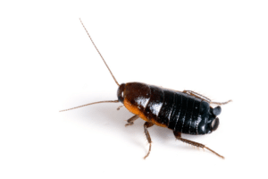 blatta orientalis