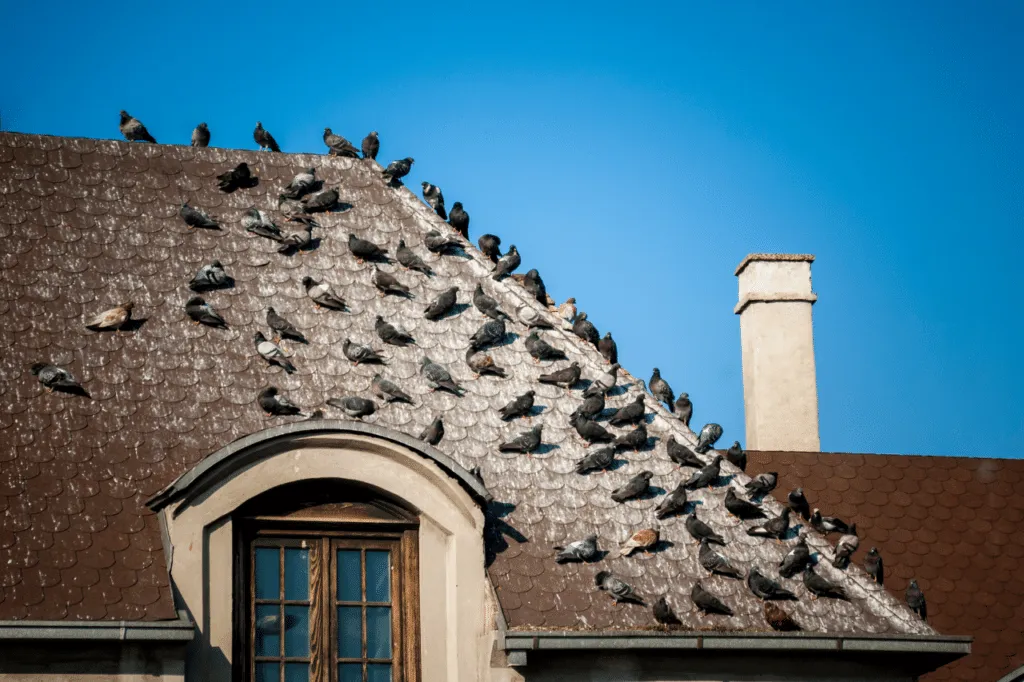 come allontanare i piccioni dal balcone
