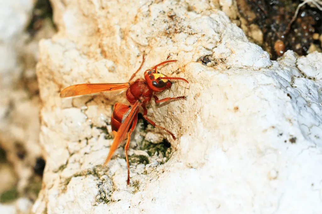 Vespa Orientalis poggiata su una parete