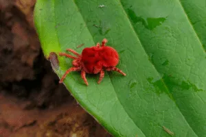 disinfestazioni acaro rosso Milano