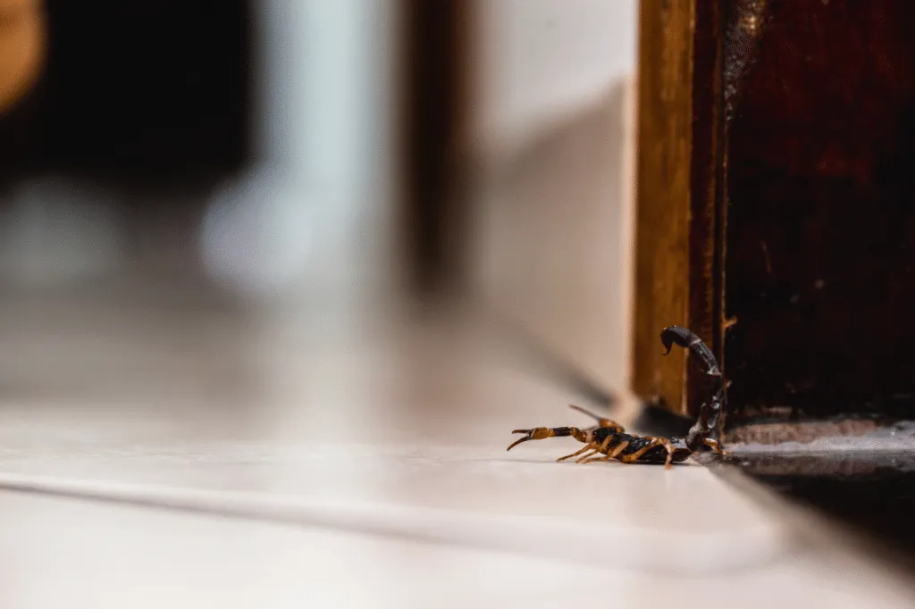 disinfestare scorpioni